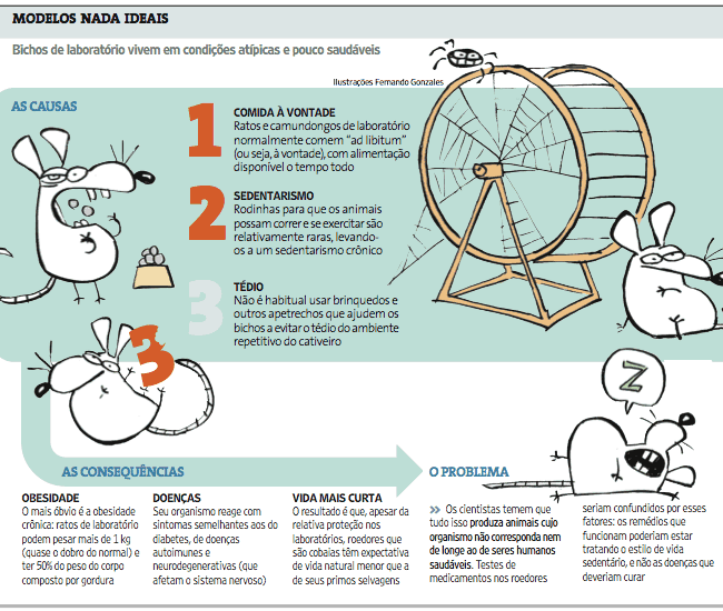 Rato gordo prejudica pesquisas médicas, afirmam cientistas